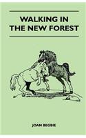 Walking in the New Forest