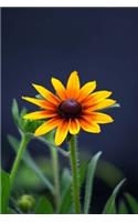 Nature Notebook: 150 lined pages, softcover, 6 x 9