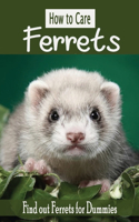 How to Care Ferrets