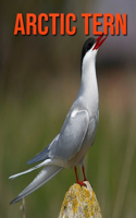 Arctic Tern: Fun Learning Facts About Arctic Tern