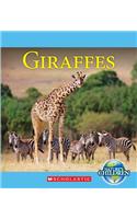 Giraffes