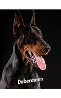 Dobermann