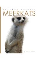 Meerkats