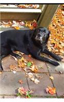 2020 Weekly Planner Black Lab Dog Labrador Retriever Outside Fall 134 Pages: 2020 Planners Calendars Organizers Datebooks Appointment Books Agendas