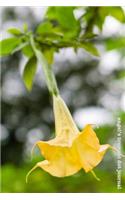 Angel's Trumpet Dot Journal