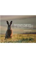 Brown Hares in the Derbyshire Dales