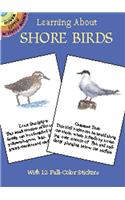 Learning About Shore Birds
