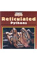 Reticulated Pythons