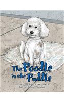 Poodle in the Puddle