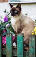Seal Point Siamese Cat Sitting on a Rustic Teal Blue Fence Journal