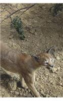 Eurasian Lynx on the Prowl Journal