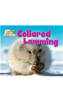 Collared Lemming