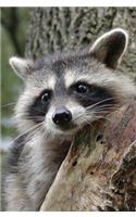 Raccoon Blank Journal