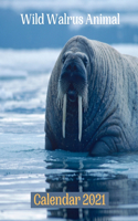 Wild Walrus Animal Calendar 2021