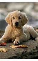 Golden Retriever June Notebook & Journal. Productivity Work Planner & Idea Notepad: Brainstorm Thoughts, Self Discovery, To Do List