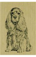 Cocker Spaniel
