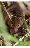 Hello, a Marsupial Mouse in the Wild Animal Journal: 150 Page Lined Notebook/Diary