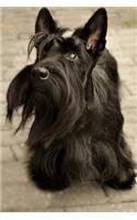 Unbelievably Cute Scottish Terrier Journal