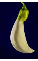 Sesbania Grandiflora Blossom Journal