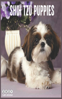 Shih Tzu Puppies 2021 Wall Calendar