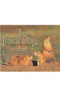 Prairie Dog