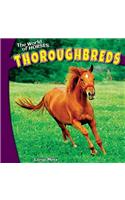 Thoroughbreds