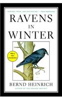 Ravens in Winter