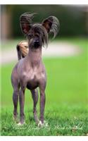 Chinese Crested Dog March Notebook Chinese Crested Dog Record, Log, Diary, Special Memories, to Do List, Academic Notepad, Scrapbook & More