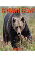 Brown Bear