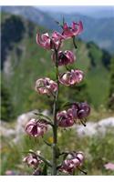 A Tall and Lovely Turk's Cap Lily Flower in the Garden Journal