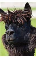 Hello There Cute Brown Llama Journal: 150 Page Lined Notebook/Diary