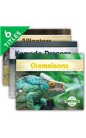 Reptiles (Set)