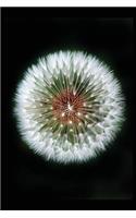 Make a Wish