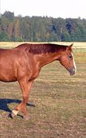 2020 Weekly Planner Horse Photo Equine Pretty Horse 134 Pages: 2020 Planners Calendars Organizers Datebooks Appointment Books Agendas