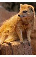 Fuchsmanguste or Fox Mongoose Journal: 150 page lined notebook/diary