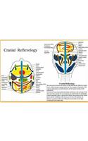 Cranial Reflexology -- A4