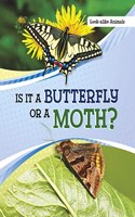Is It a Butterfly or a Moth?: (Look-Alike Animals)