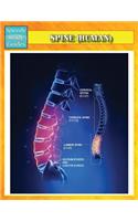 Spine (Human) (Speedy Study Guides)