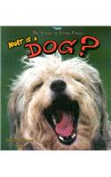 What Is a Dog