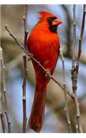 Virginia State Bird - Northern Cardinal Journal