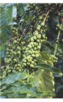 Coffee Tree with Beans in Guatemala Journal: 150 page lined notebook/diary