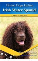 Irish Water Spaniel