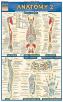 Anatomy 2 - Reference Guide (8.5 X 11): A Quickstudy Laminated Reference Guide