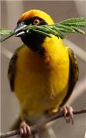 Notebook: Bird Yellow Botswana Feathers