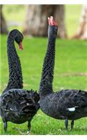 Cool Black Swans Walking in the Park Bird Journal: 150 Page Lined Notebook/Diary