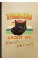 Thinking About My Havana Brown