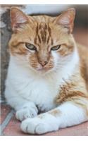 Grumpy-Pants Ginger Cat Journal