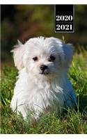 Maltese Dog Calendar Week Planner 2020 / 2021 - Running on Meadow