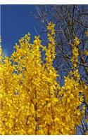 2019 Weekly Planner Pretty Forsythia Branches Blue Sky 134 Pages: (Notebook, Diary, Blank Book)(2019 Planners Calendars Organizers Datebooks Appointment Books Agendas)