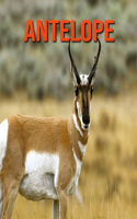 Antelope